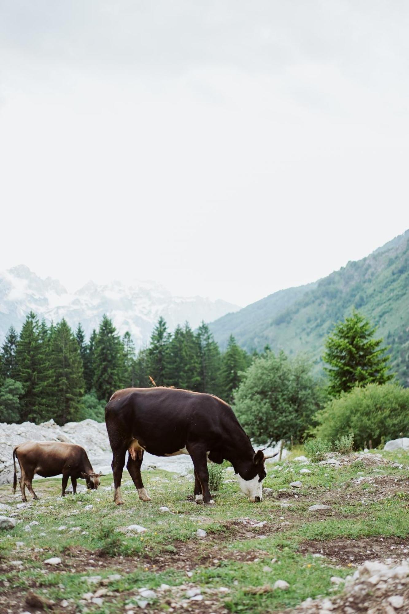 Valbona Resort & Spa Εξωτερικό φωτογραφία